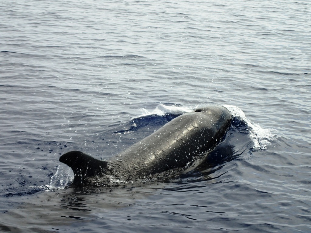 オキゴンドウクジラ